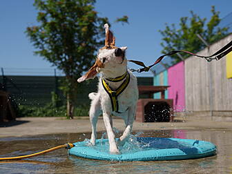 Pet Owners Warned About Danger...